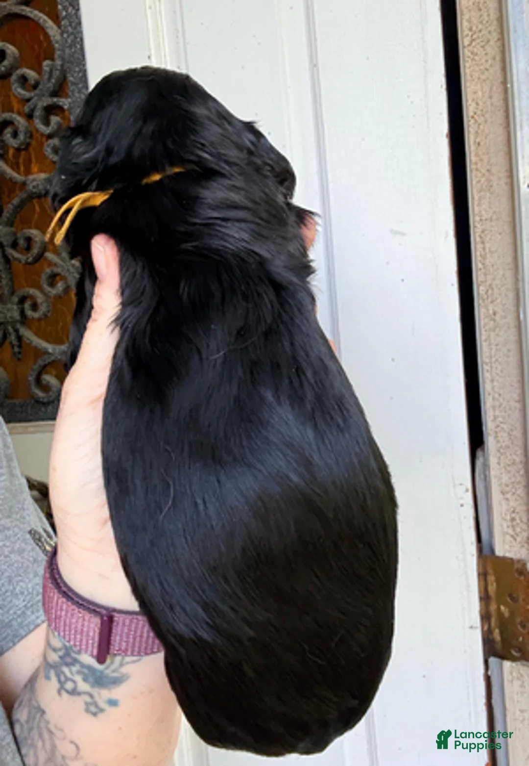 Dachshund dogs for sale: Yellow - Ad 2