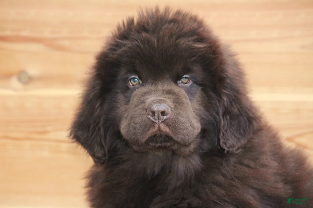 Newfoundland dogs for sale: Paisley-pending - Ad 3