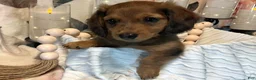 Miniature Dachshund dogs for sale: Teddy - Red Dapple - Ad 5