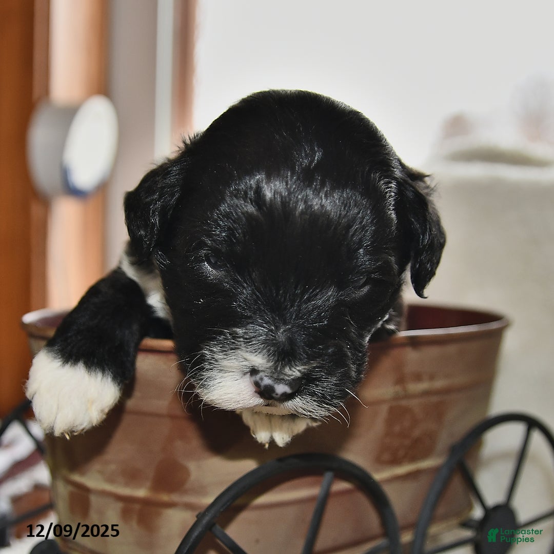 Portuguese Water Dog dogs for sale: Disco - Ad 5