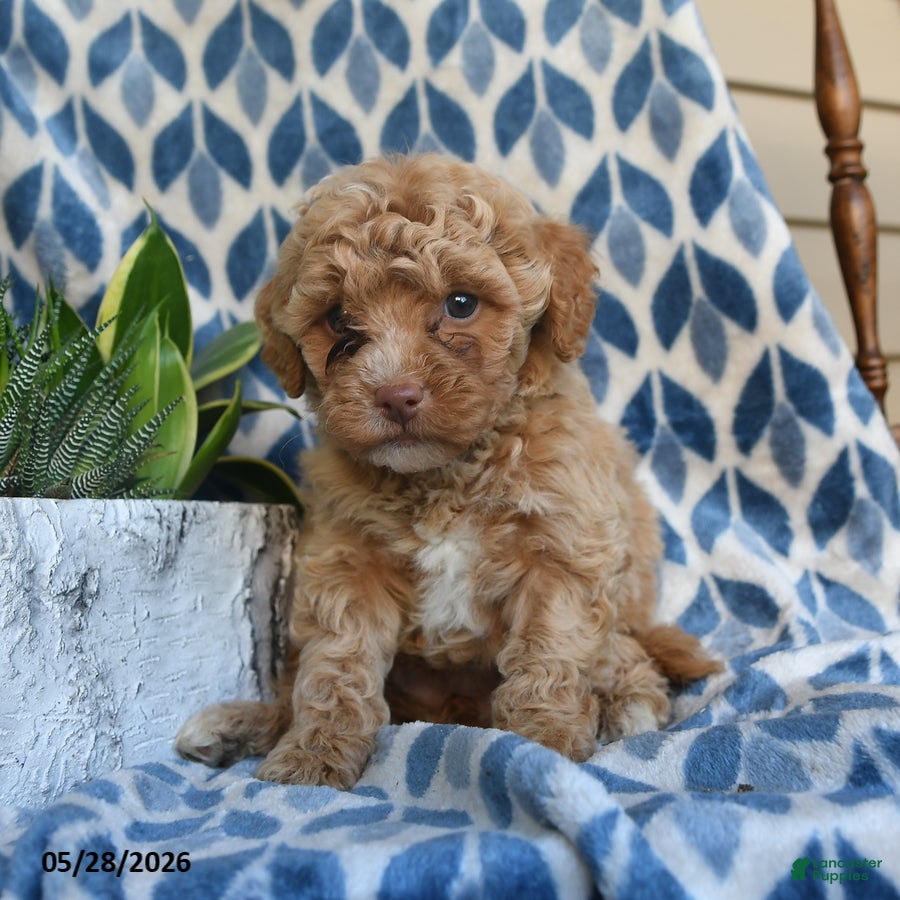 Labradoodle dogs Ayana - Ad 2