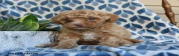 Labradoodle dogs for sale: Ayana - Ad 2