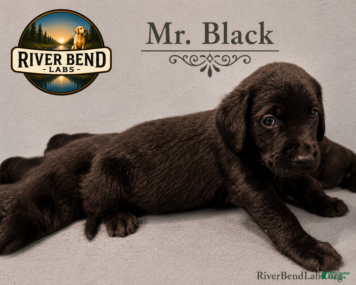 Labrador Retriever dogs Mr Black - Ad 1