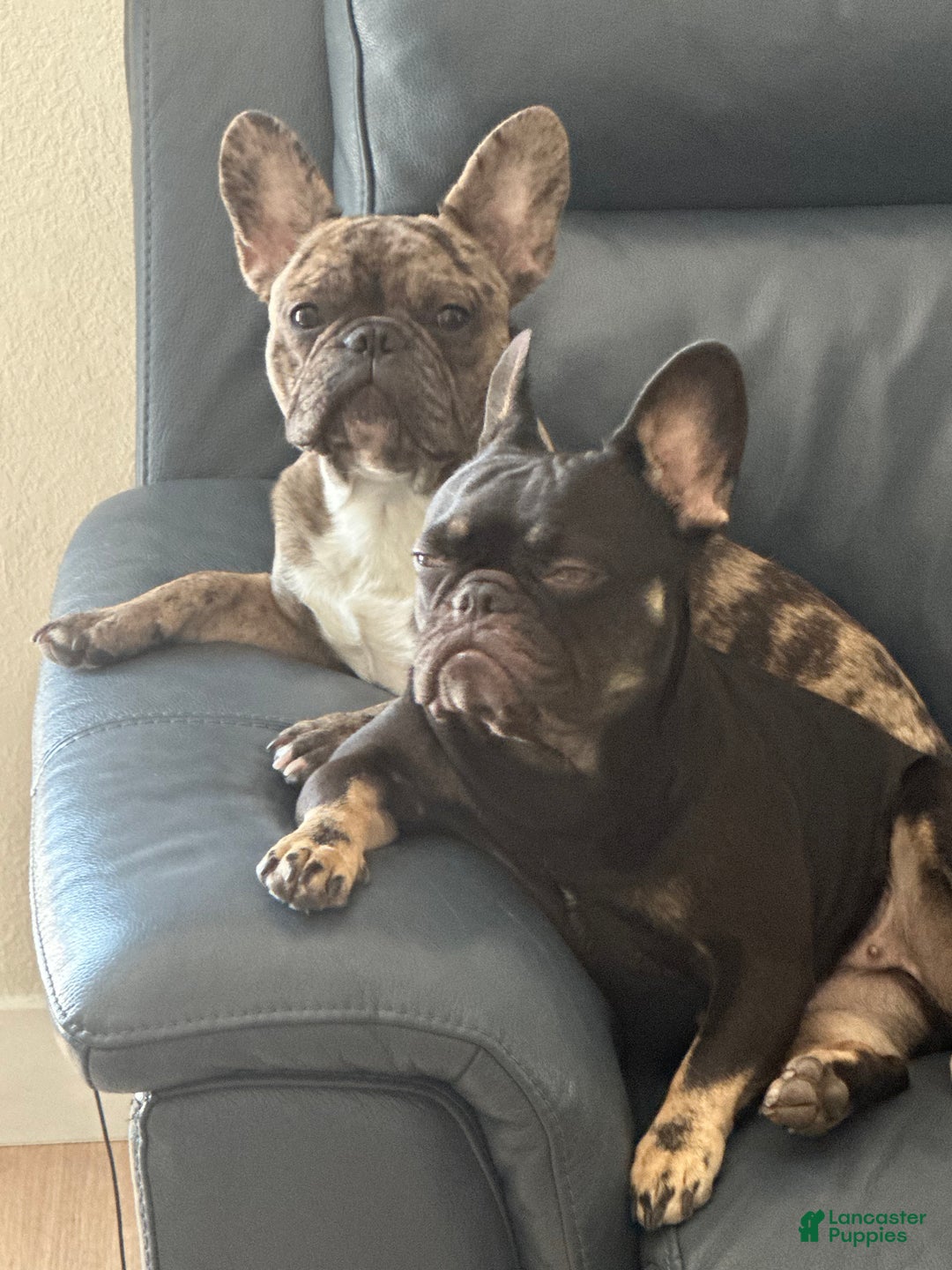 French Bulldog dogs for stud: Bubba  - Ad 5
