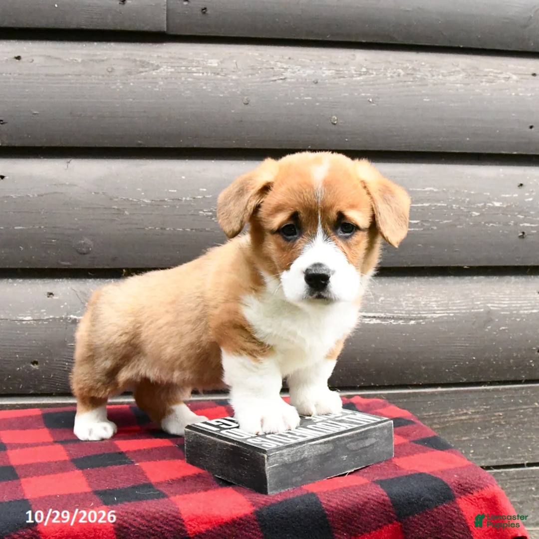 Welsh Corgi Pembroke dogs for sale: Mason - Ad 1