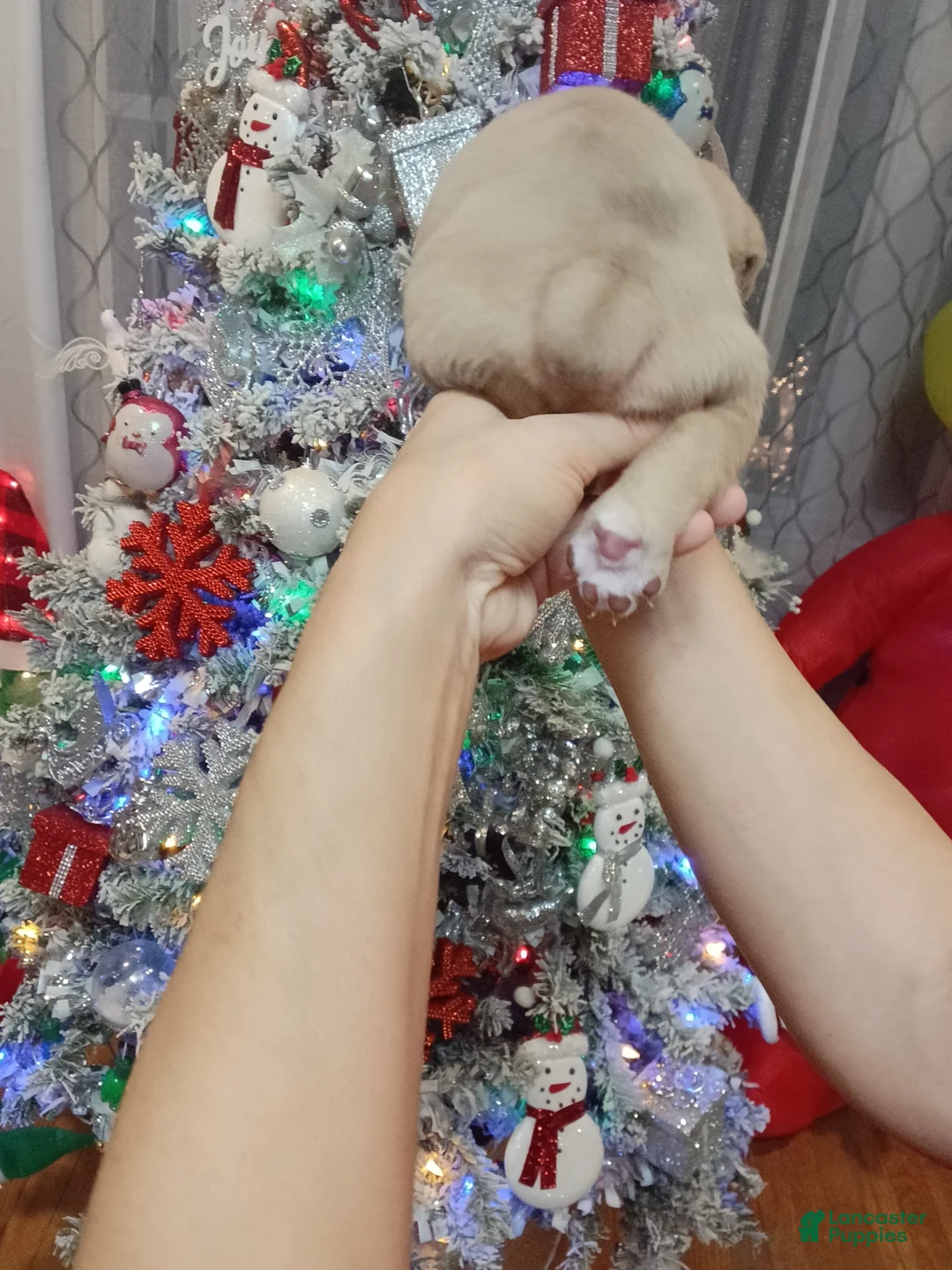 Olde English Bulldogge dogs for sale: Olde English Bulldogge Puppy 6 - Ad 3