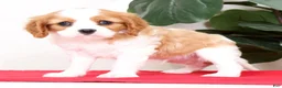 Cavalier King Charles Spaniel dogs for sale: Benji - Ad 8