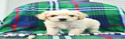 Bichpoo dogs for sale: Harry  - Ad 3