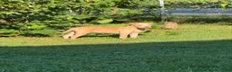 American Bully dogs for sale: Butterscotch - Ad 4