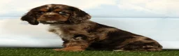 Cocker Spaniel dogs for sale: Haven - Ad 3