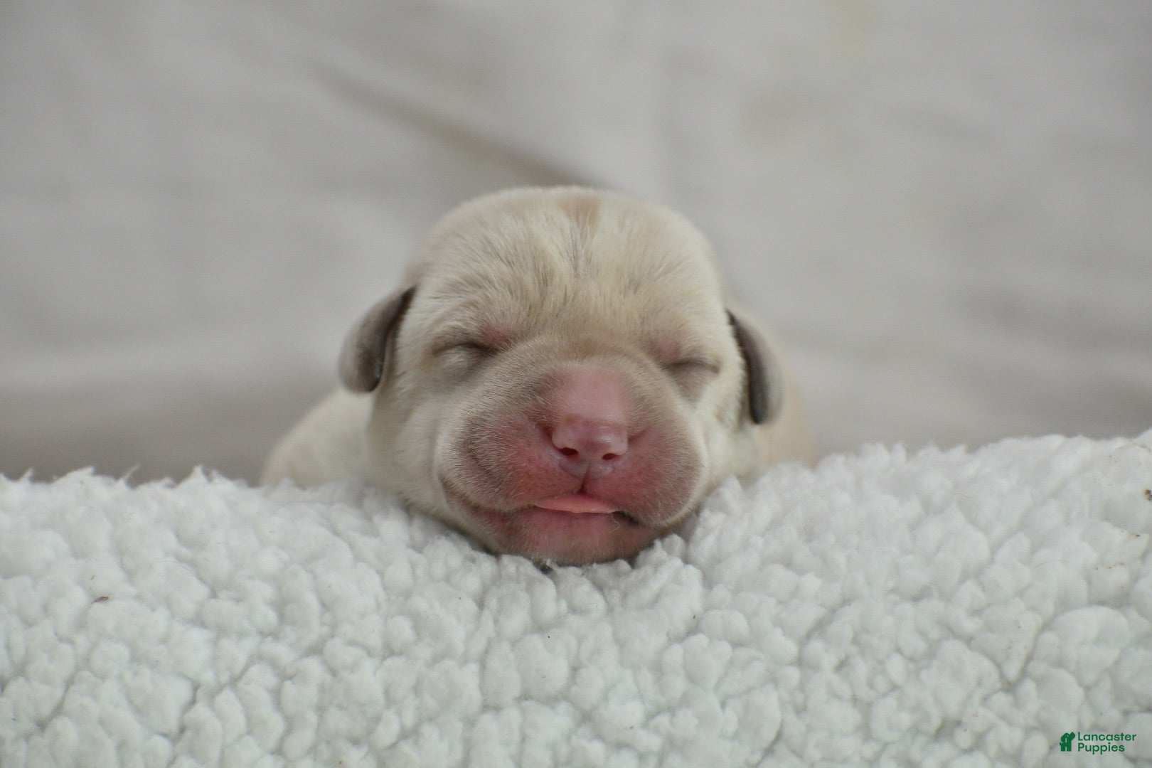 Labrador Retriever dogs White English Lab - Waffles - Ad 17