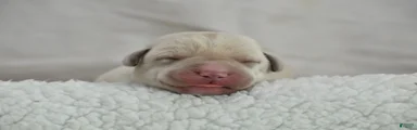 White English Lab - Waffles