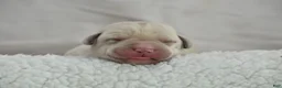 Labrador Retriever dogs for sale: White English Lab - Waffles - Ad 1
