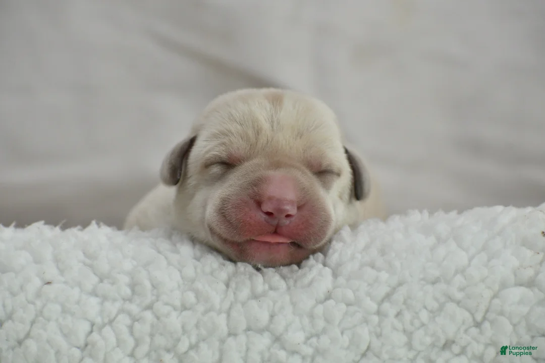 Labrador Retriever dogs for sale: White English Lab - Waffles - Ad 1