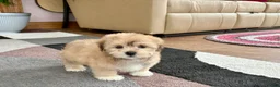 Mixed Breed dogs for sale: Lhasa/Maltese - Ad 9