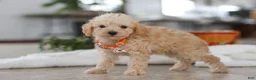 Schnoodle dogs for sale: Atlas - Ad 5