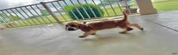 Basset Hound dogs for sale: Eva - Ad 5