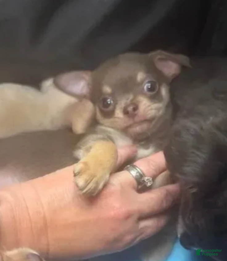 Chihuahua dogs for sale: Lav (Male) - Ad 2