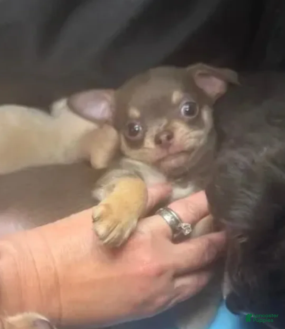 Chihuahua dogs for sale: Lav (Male) - Ad 2