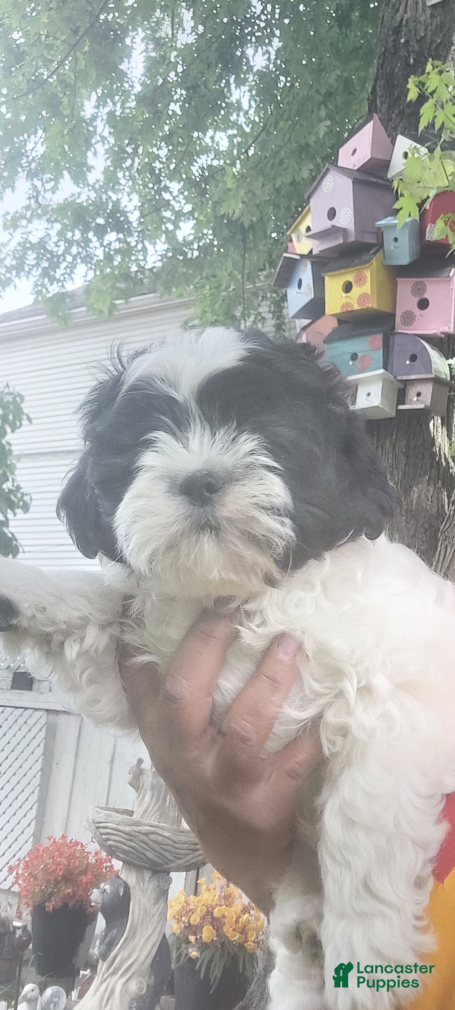 Shih Tzu dogs Shih Tzu Puppy 3 - Ad 14