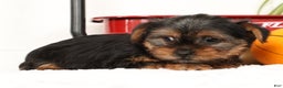 Yorkshire Terrier dogs for sale: Bowie - Ad 6