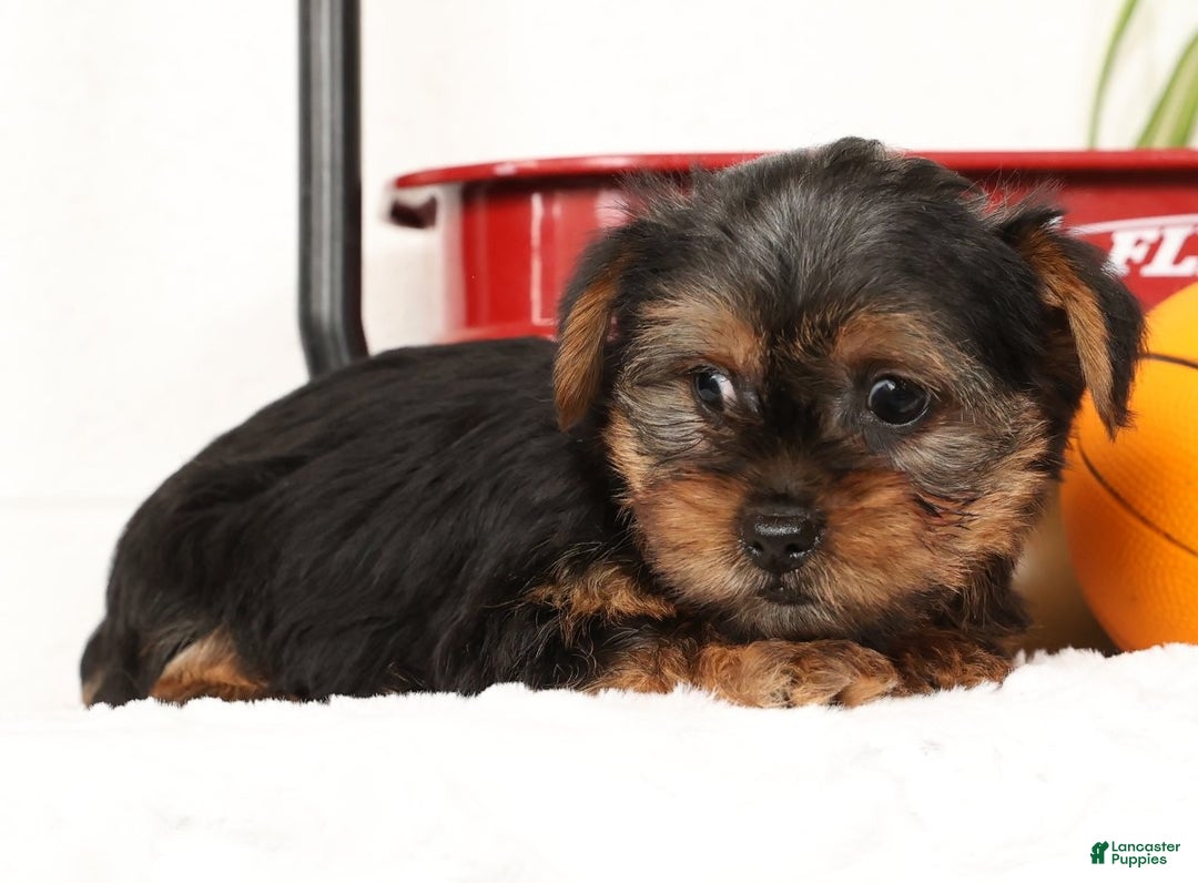 Yorkshire Terrier dogs for sale: Bowie - Ad 6
