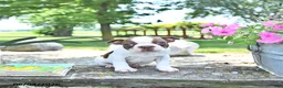 Boston Terrier dogs for sale: Kent  - Ad 2
