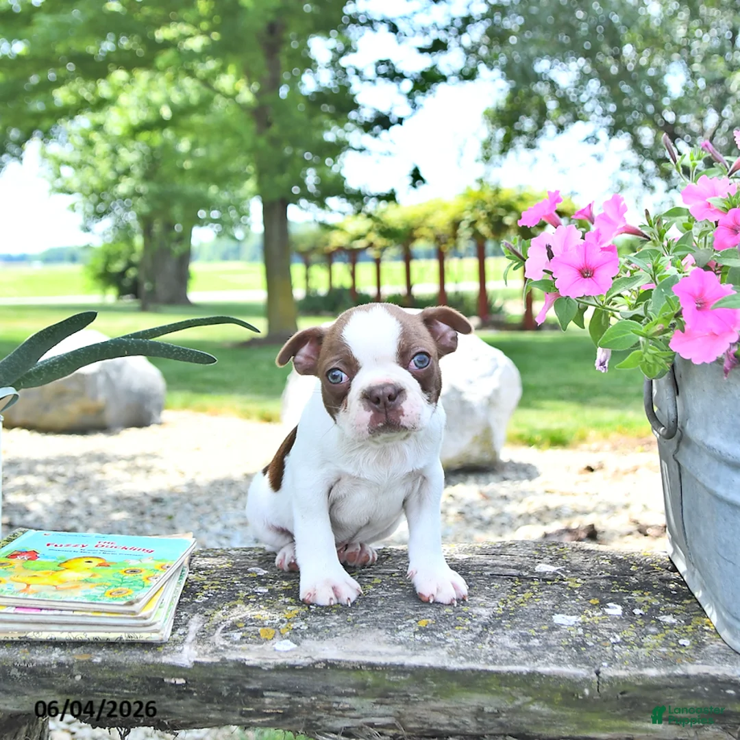 Boston Terrier dogs for sale: Kent  - Ad 2