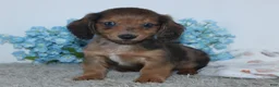 Miniature Dachshund dogs for sale: Irvin - Ad 1