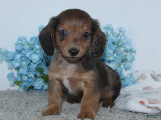 Miniature Dachshund dogs for sale: Irvin - Ad 3