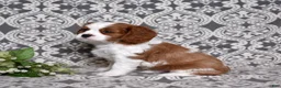 Cavalier King Charles Spaniel dogs for sale: Copper  - Ad 5
