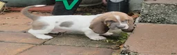 Basset Hound dogs for sale: 💙 READY NOW blue collar - Ad 6