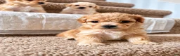 Maltipoo dogs for sale: Meet Coco — Adorable Maltipoo Puppy - Ad 1