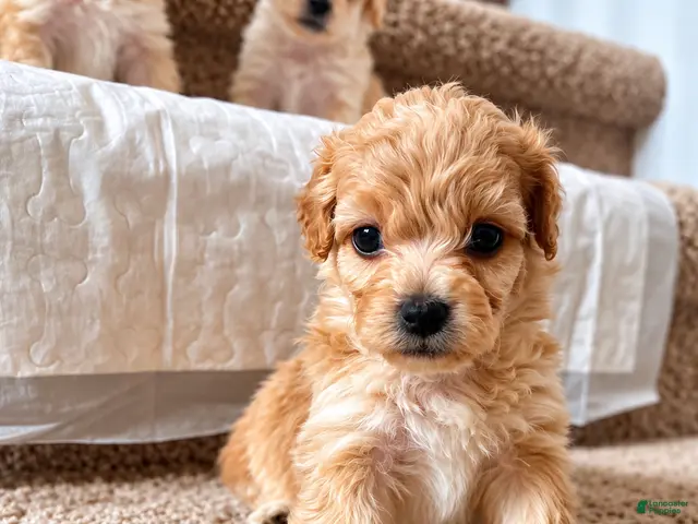 Maltipoo dogs Meet Coco — Adorable Maltipoo Puppy - Ad 18