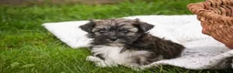 Havanese dogs for sale: Spunky - Ad 6