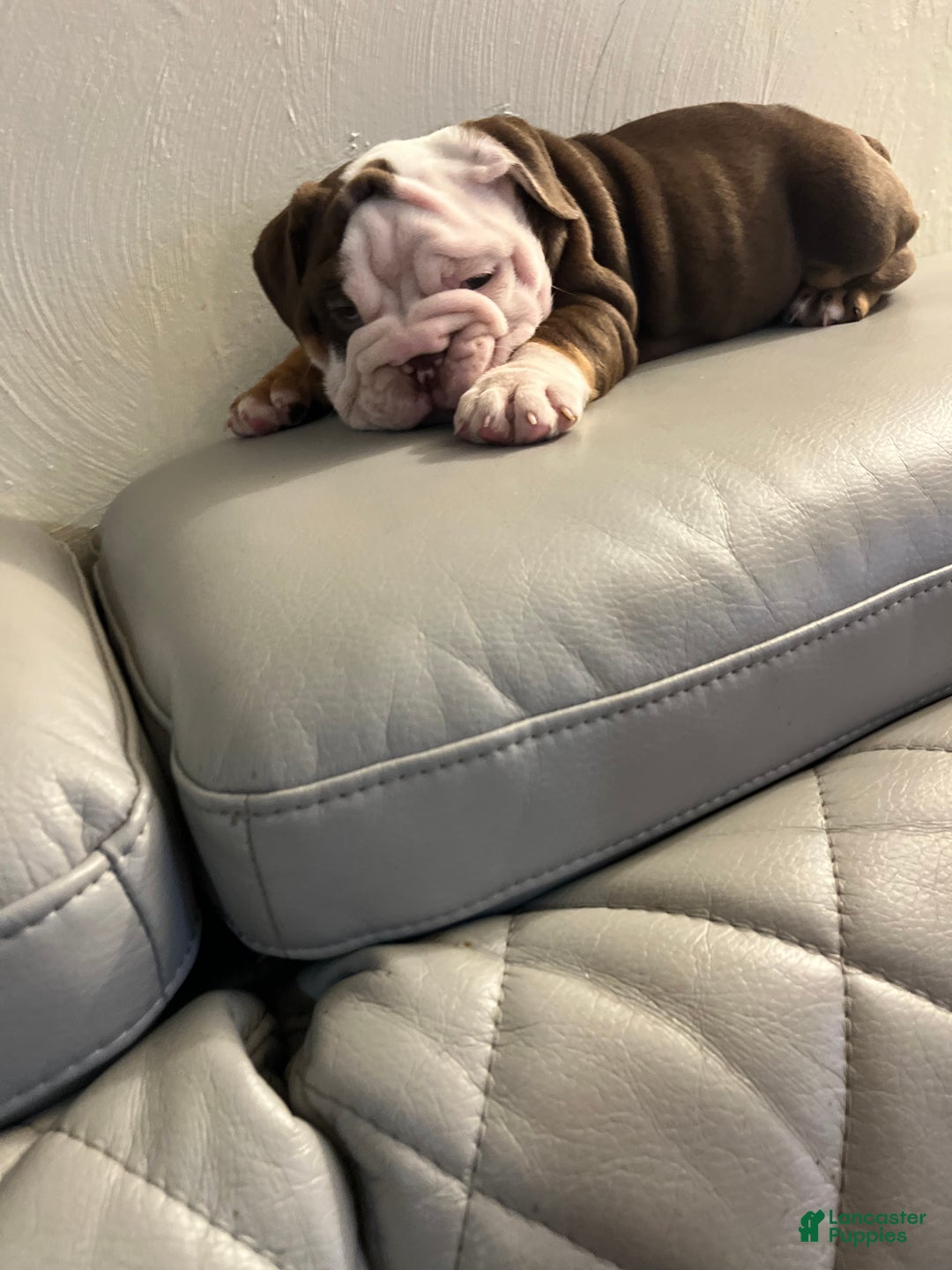 English Bulldog dogs for sale: English Bulldog Puppy 4 - Ad 3