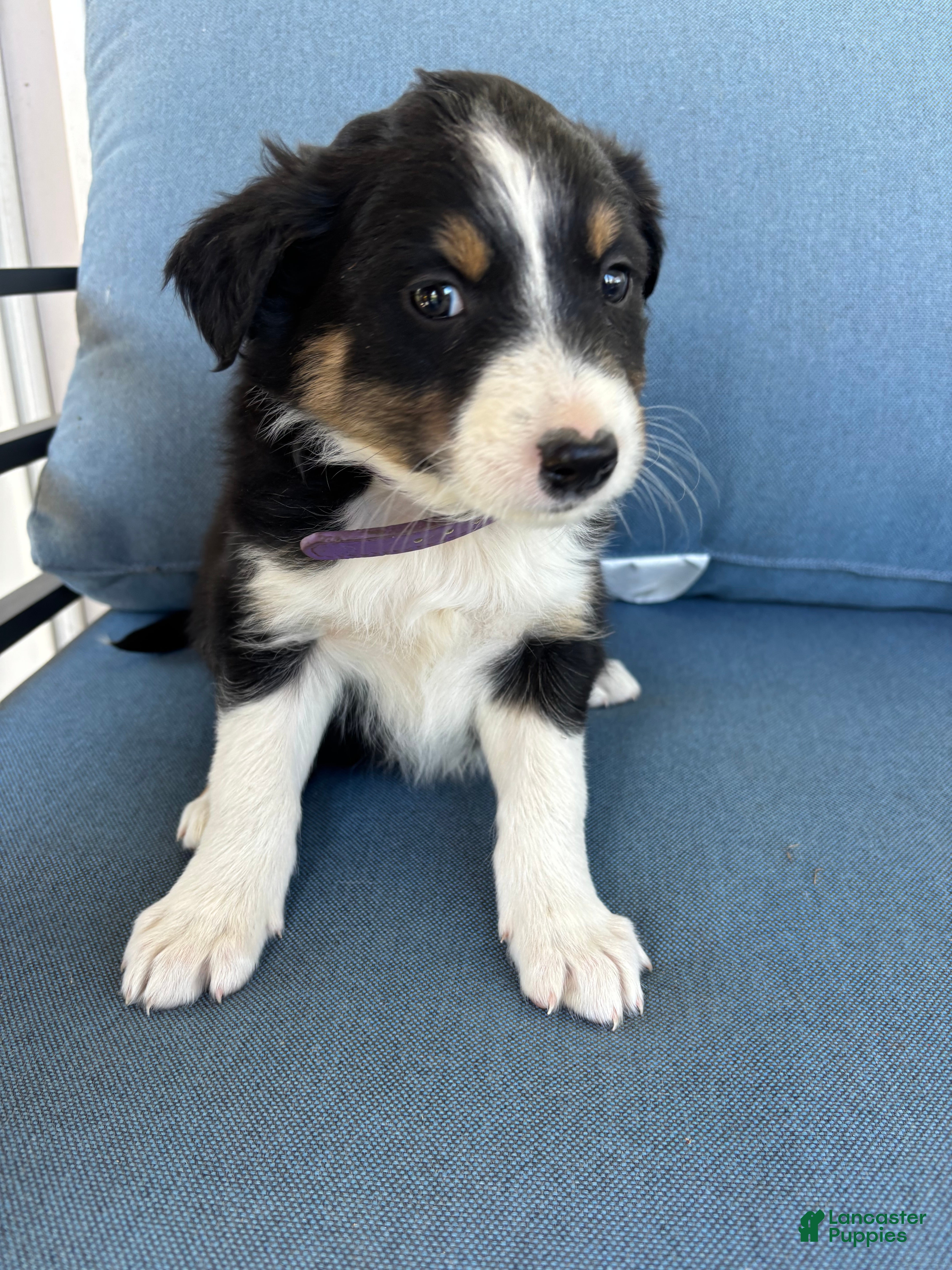 Mixed Breed dogs June - Ad 2