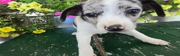 Chihuahua dogs for sale: Blaze - Ad 7