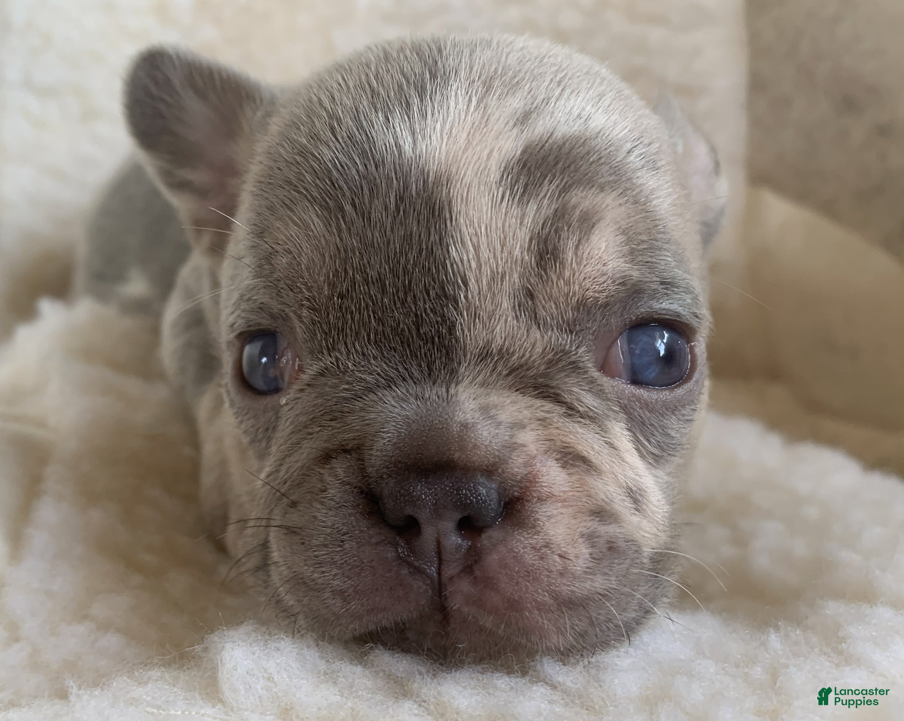 French Bulldog dogs Hazel - Ad 40