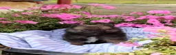 Pomeranian dogs for sale: Creed - Ad 6