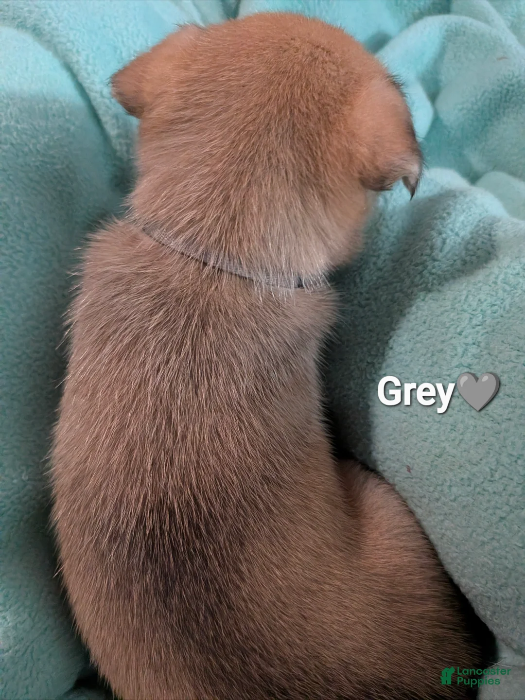 Mixed Breed dogs for sale: Grey collar - Ad 2