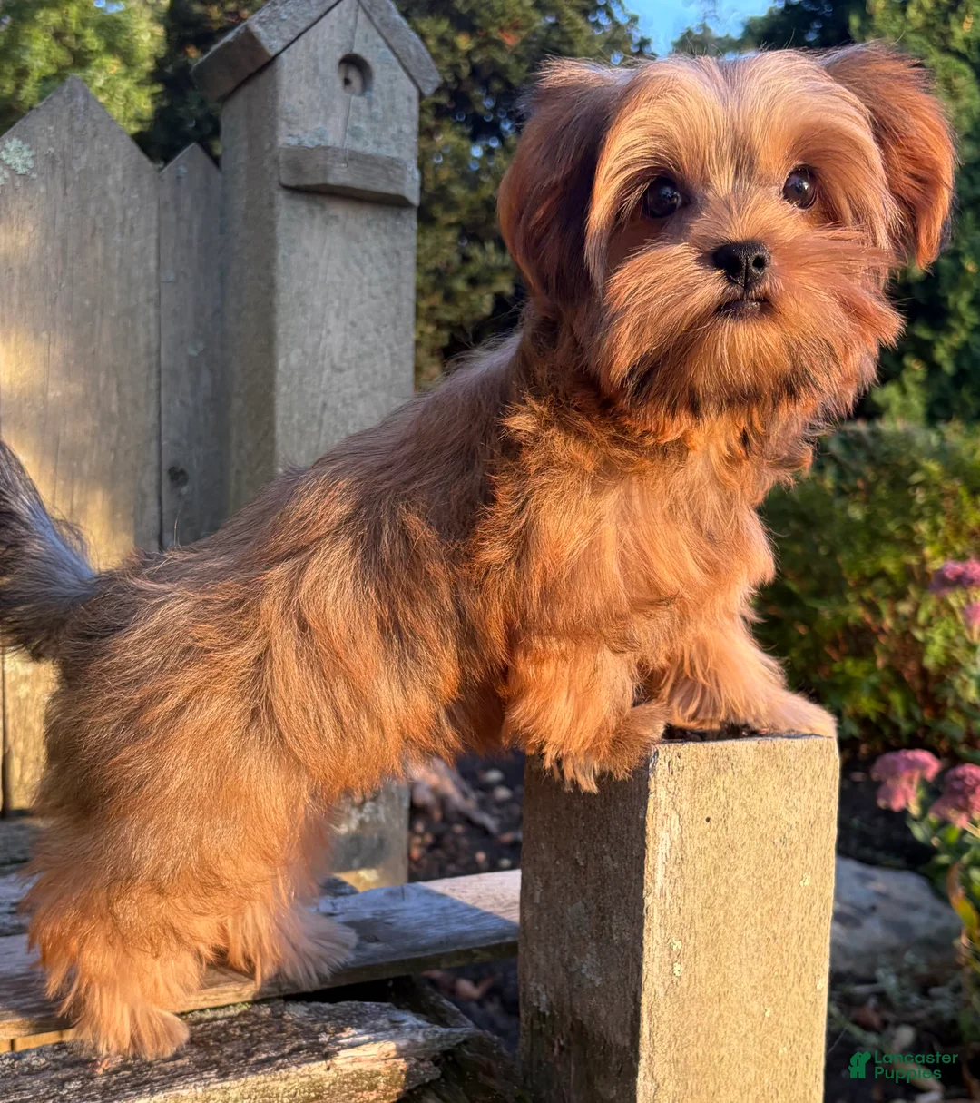 Shorkie dogs for sale: 💙IN BOSTON MASSACHUSETTS AREA💙ADORABLE SHORKIE BOY💙WILL BE SMALL💙 - Ad 11