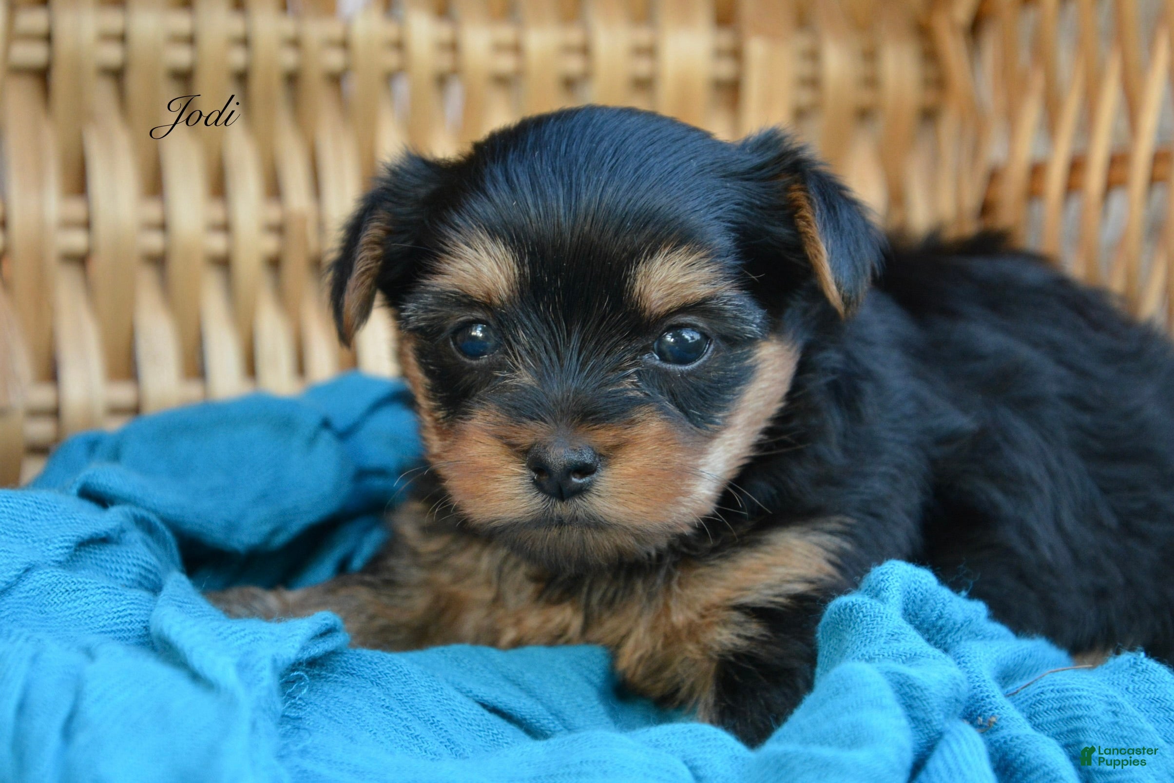 Yorkshire Terrier dogs Jodi - Ad 1