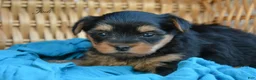 Yorkshire Terrier dogs for sale: Jodi - Ad 1