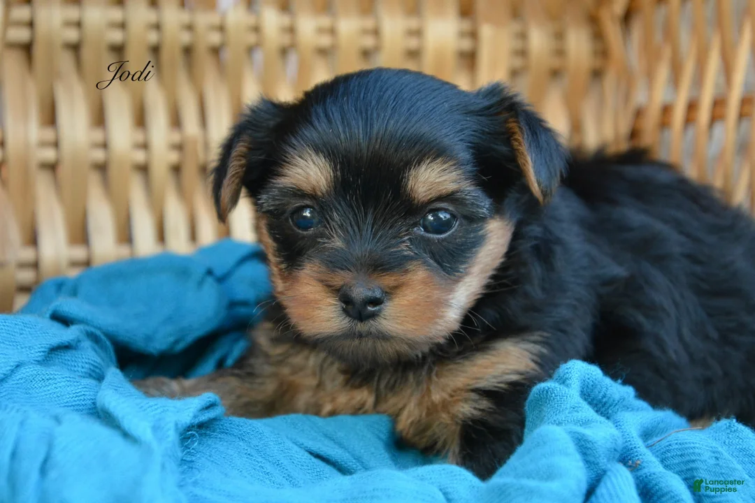Yorkshire Terrier dogs for sale: Jodi - Ad 1