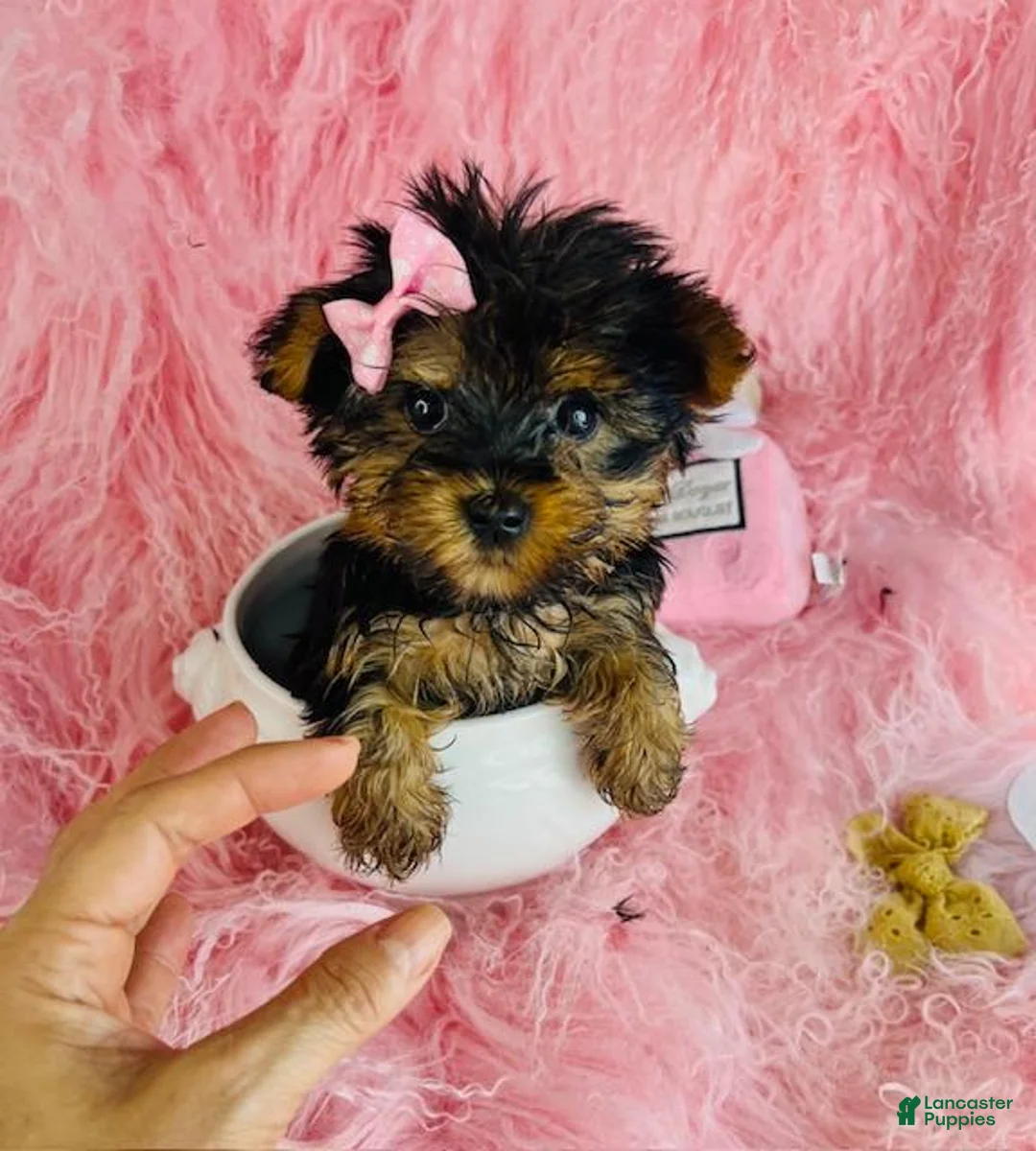 Yorkshire Terrier dogs for sale: Yorkshire Terrier 1 - Ad 3