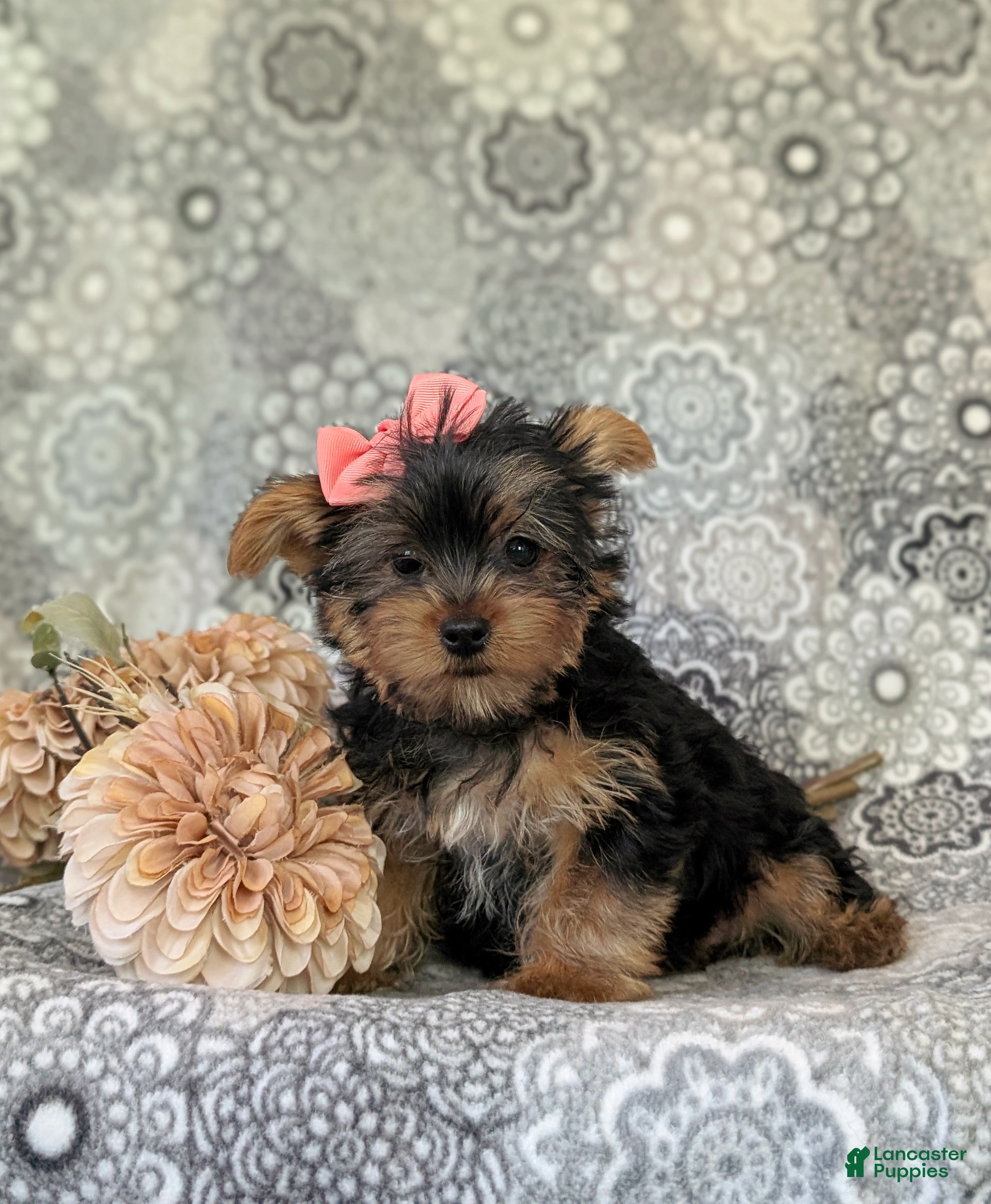 Yorkshire Terrier dogs for sale: Lindie 7 lbs Full Grown - Ad 2
