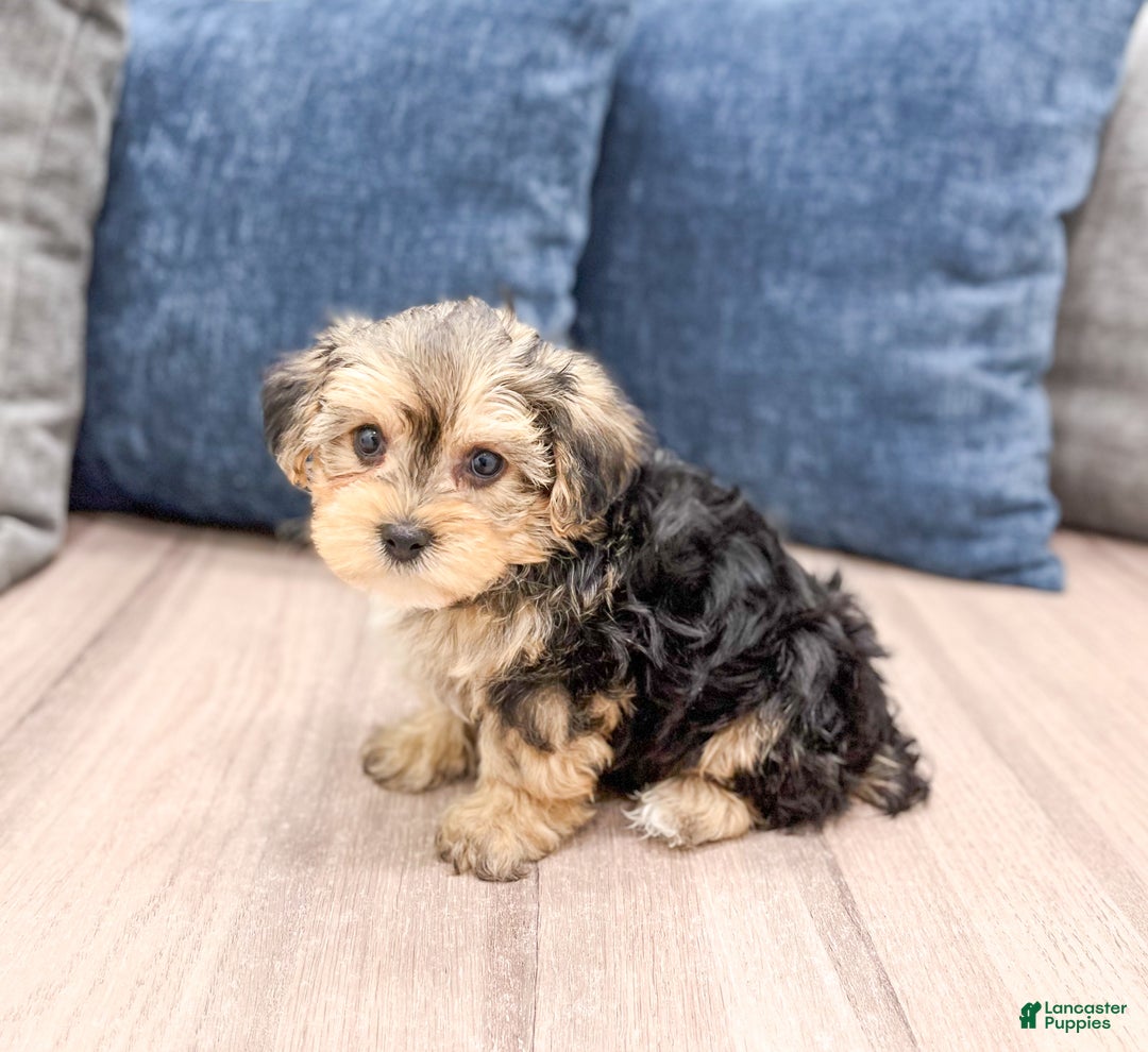 Yorkiepoo dogs for sale: Dexter - Ad 5