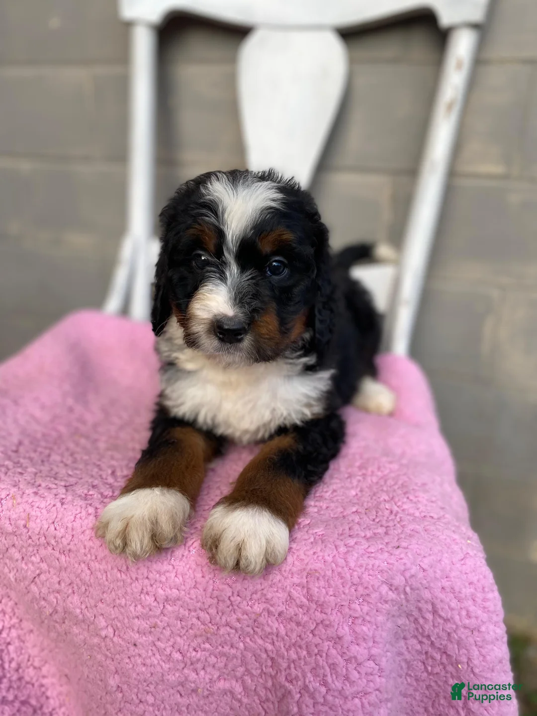 Bernedoodle dogs for sale: Luna - Ad 2