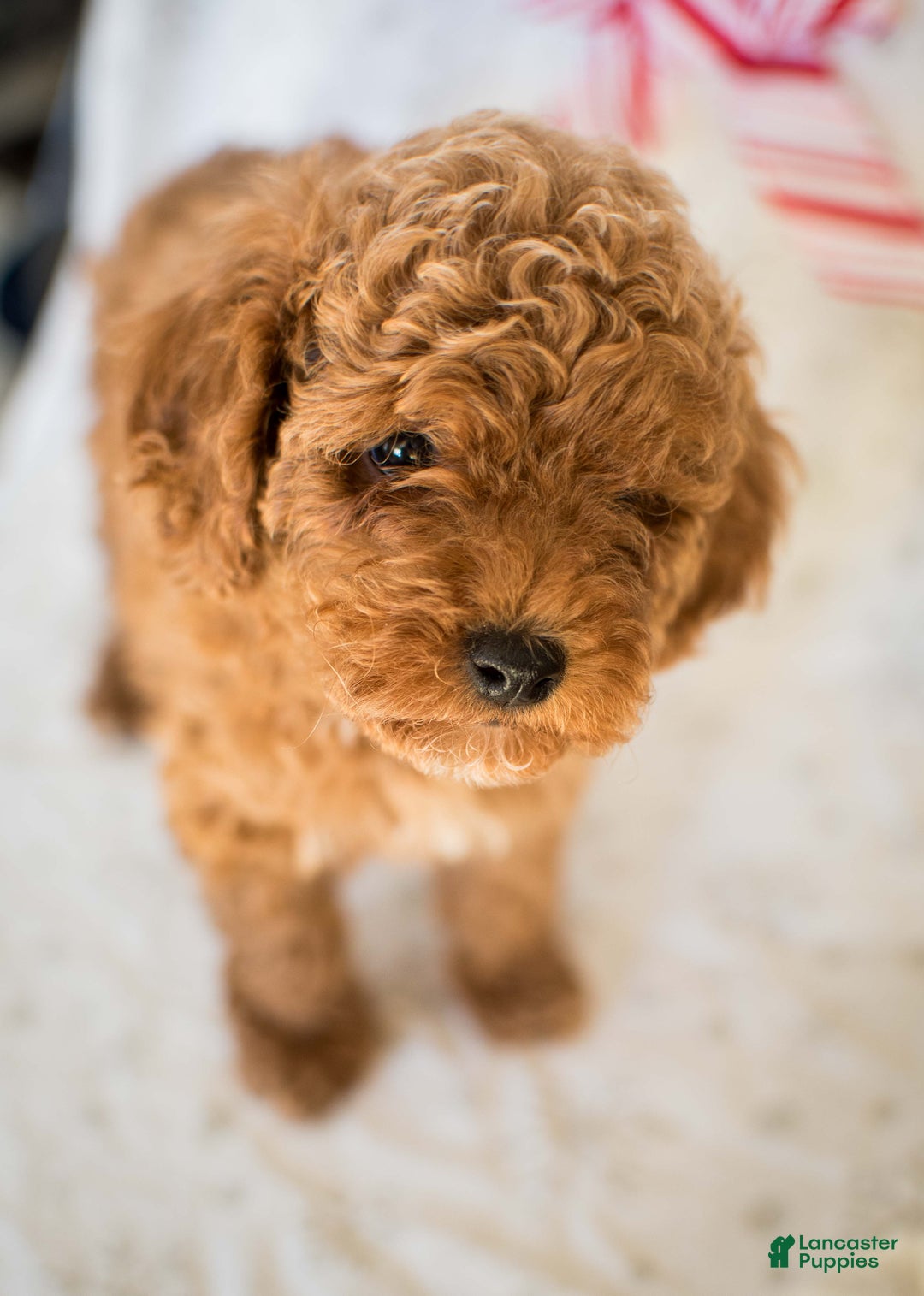 Miniature Poodle dogs for sale: Cinnamon Spice - Ad 4